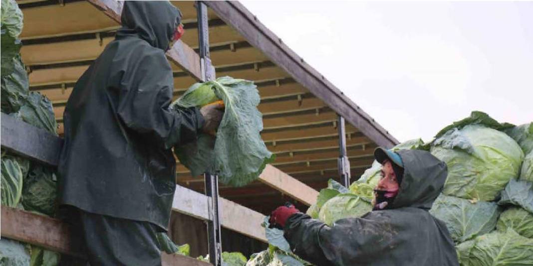 Hava soğuk, şartlar zorlu! Hasadın yükü kadınların omuzunda: Günlük 1.500-2.000 TL yevmiyeye çalışıyorlar 5